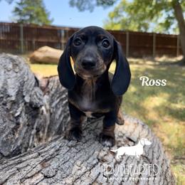 Ross - Black and tan male Dachshund puppy in Royse City, Texas from Truehearted Miniature Dachshunds