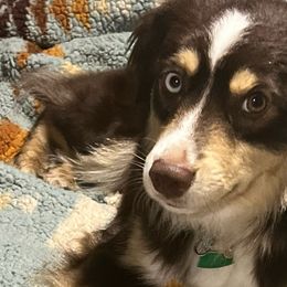 Miniature Australian Shepherds from Z’s Mini Aussies