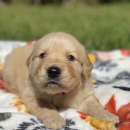 Golden Retriever Puppies from All shades Golden