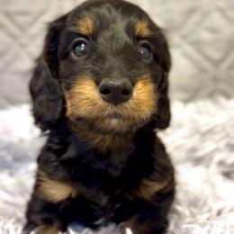 Winston - Black and tan male Dachshund puppy in Sutherland, Virginia from Sutherland Estates Dachshunds