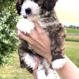 Jackson - Tri-color male Bernedoodle puppy in Sheridan, Wyoming from Big Horn Bernedoodles