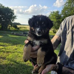 Summer - Black tri female Miniature Australian Shepherd puppy in Copperas Cove, Texas from Hidden Leaf Aussies