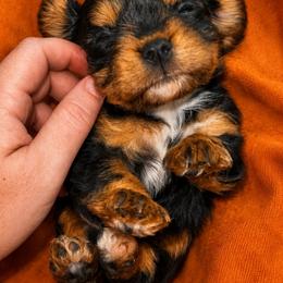 Benedict - Black and tan male Cavalier King Charles Spaniel puppy in Conway, Missouri from Jordan  Harrison