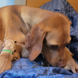 Zarah - Vizsla
