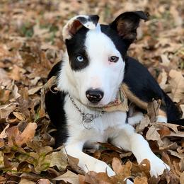 Border Collies from Broadmoor Farm