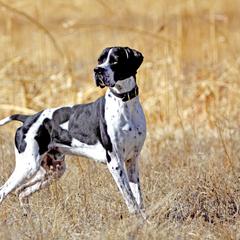 German Shorthaired Pointer and Pointer All Grown Up from Paladen