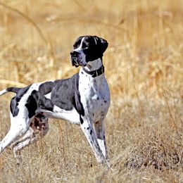 German Shorthaired Pointer and Pointer All Grown Up from Paladen