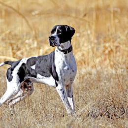 German Shorthaired Pointer and Pointer All Grown Up from Paladen