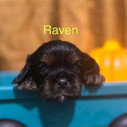 Raven - Black and tan male Cavalier King Charles Spaniel puppy in Broken Arrow, Oklahoma from Cavalier King Charles Heartland