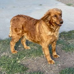 Nora - Golden Retriever