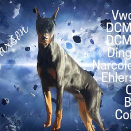 Doberman Pinschers from Pann's Dobermans