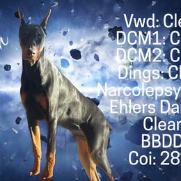 Doberman Pinschers from Pann's Dobermans
