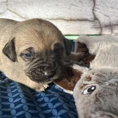 Kangaroo - Yellow female Black Mouth Cur puppy in Warsaw, Missouri from Heritage Cow Dogs