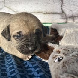 Kangaroo - Yellow female Black Mouth Cur puppy in Warsaw, Missouri from Heritage Cow Dogs
