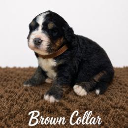 Brown Collar - Black rust and white male Bernese Mountain Dog puppy in Flat Rock, Illinois from Corner Stone Bernese Mountain Dogs