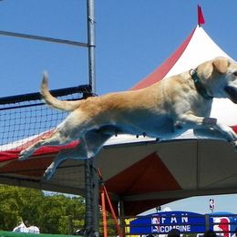 Labrador Retrievers from Hunter’s Moon Labradors
