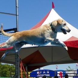 Labrador Retrievers from Hunter’s Moon Labradors