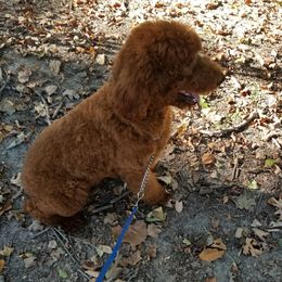 Duke - Poodle