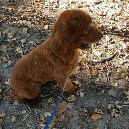 Duke - Poodle