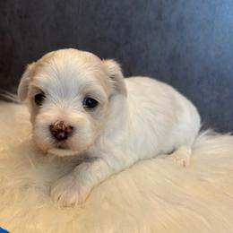 Patrick Star - White and lemon male Maltese puppy in Grottoes, Virginia from Wendy’s Maltese & Cavamalts of Virginia