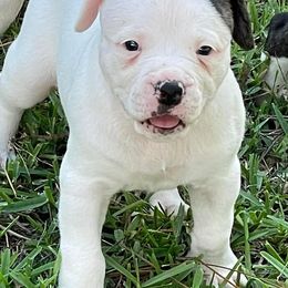 American Bulldogs from Kenney’s Farms