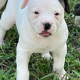 American Bulldogs from Kenney’s Farms