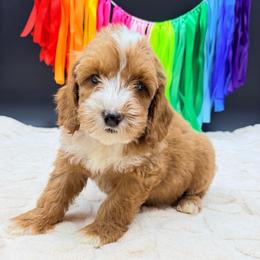 O'Brien - Red male Australian Labradoodle puppy in Estacada, Oregon from Pine Lodge Labradoodles