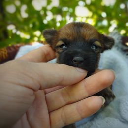 Companion Cross, Havanese, Mal-Shi, Maltese, Maltipoo, Morkie, and Shih Tzu Puppies from Seeking Shalom Acres Maltese, Maltipoos & Havamalts