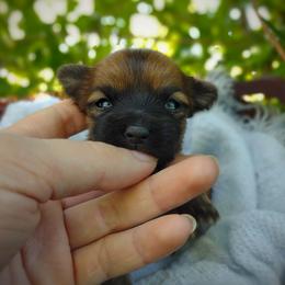 Companion Cross, Havanese, Mal-Shi, Maltese, Maltipoo, Morkie, and Shih Tzu Puppies from Seeking Shalom Acres Maltese, Maltipoos & Havamalts