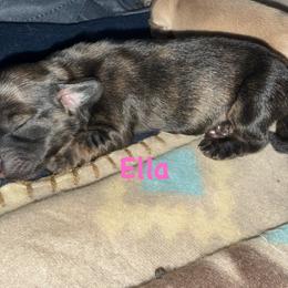 Ella - Brindle female Dachshund puppy in Pineville, Louisiana from Bayou State Dachshunds