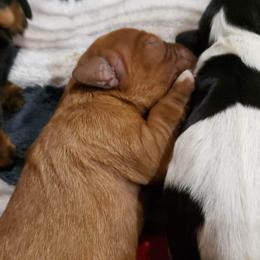 Cavalier King Charles Spaniel Puppies from Southern Edge Kennel