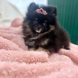 Baby Girl - Black and tan parti female Pomeranian puppy in Maynardville, Tennessee from Knox Posh Poms