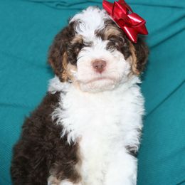 Cocoa - Tri-color male Bernedoodle puppy in Burtchville, Michigan from Sparling's Doodles