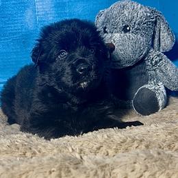 Eagle - Black male Shiloh Shepherd puppy in Griffin, Georgia from Orchard Hills Shilohs