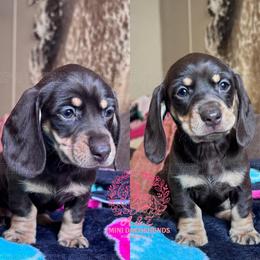 Cristina - Chocolate and tan female Dachshund puppy in Hornbeck, Louisiana from A&Z Mini Dachshunds