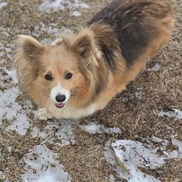 Boujee - Pembroke Welsh Corgi