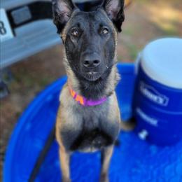 Belgian Malinois puppies from Faubion Malinois