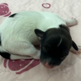 Havanese puppies from Nevin Keeney