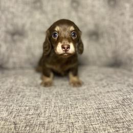 Denver - Chocolate and cream male Dachshund puppy in Fort Gibson, Oklahoma from Cooper’s Dachshunds