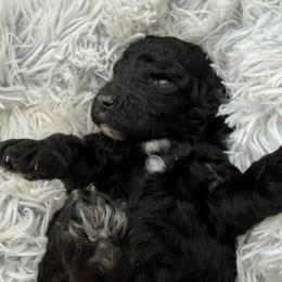 Charming - Black male Goldendoodle puppy in Hayden, Alabama from Agape Southern Farms