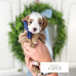 C O V E - Red  male Goldendoodle puppy in Cedar City, Utah from Cedar Doodles- Home of the Teddybear Goldendoodle