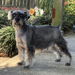 Sugar - Miniature Schnauzer