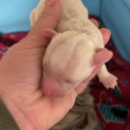 Girl 1 - Gold and white female Shihpoo puppy in Tropic, Utah from Lady Paws-Kara