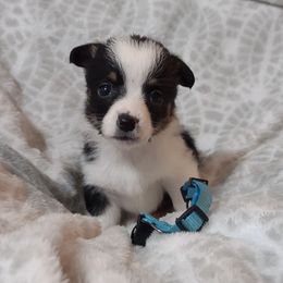 American Corgi and Pembroke Welsh Corgi Puppies from J&T Turnbull Corgis