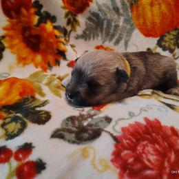 Yellow boy - Salt and pepper male Miniature Schnauzer puppy in Mineola, Texas from Nikkis Minis