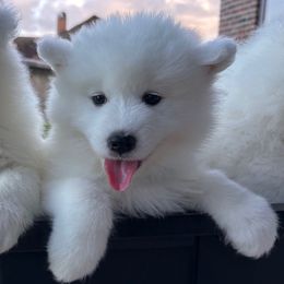 Roux - White female Samoyed puppy in Lafayette, Louisiana from Southern Roux Samoyeds