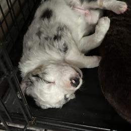 Border Collie Puppies from Roaring River Border Collies