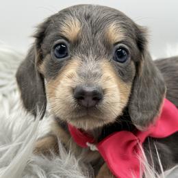 Juliet AKC limited - Blue and cream female Dachshund puppy in Bartlesville, Oklahoma from OkieDokieDox
