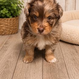 Snickers - Red merle male Miniature Australian Shepherd puppy in Buchanan, Georgia from Stanleyville Farm Mini Aussies