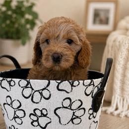 Harper - Apricot female Goldendoodle puppy in Yuciapa, California from AlltheDoodlez_